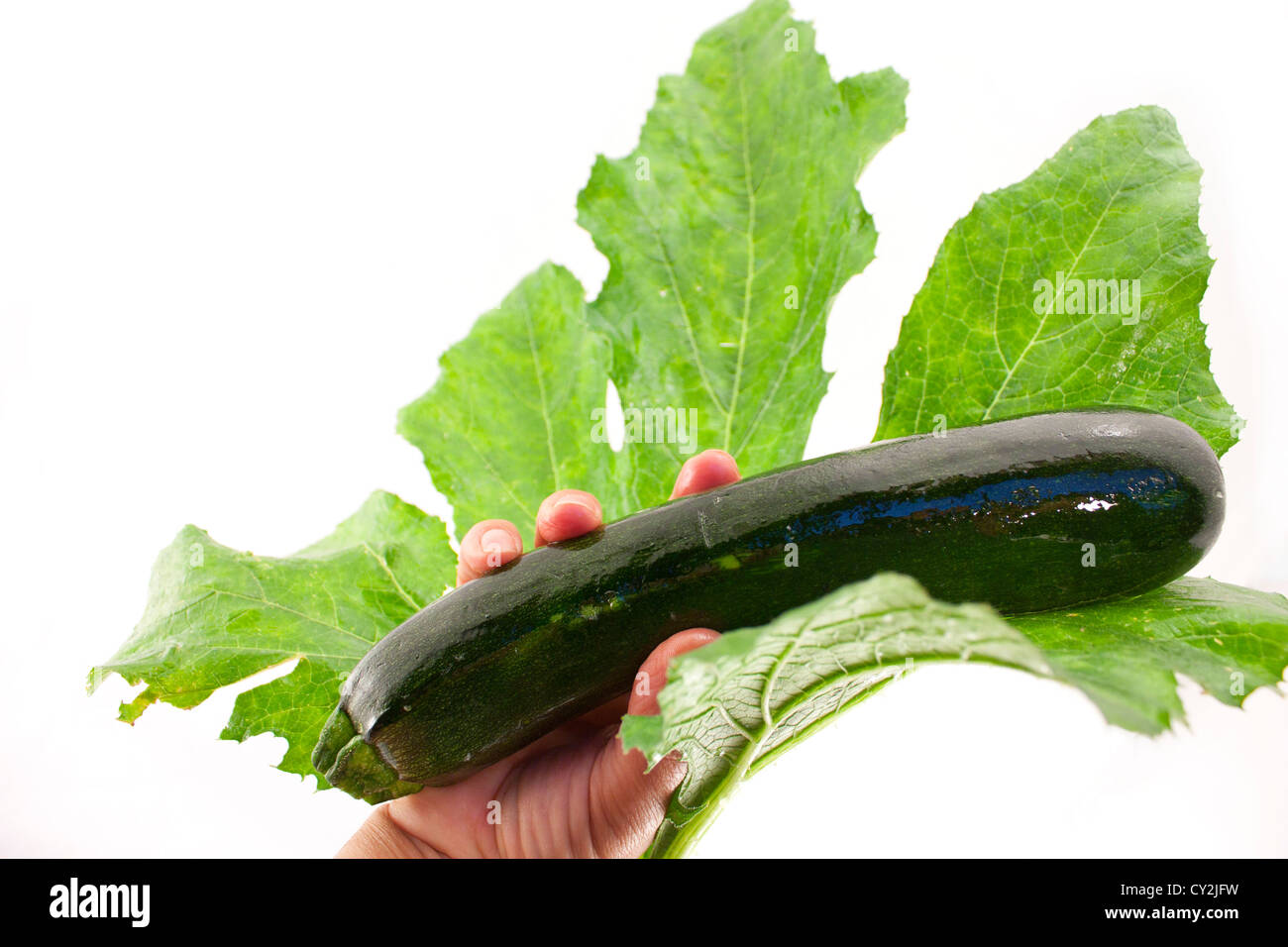 Hand, die eine Gurke mit Blatt Stockfoto