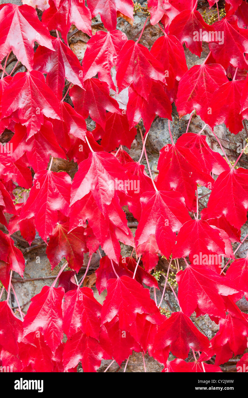Boston Creeper, Parthenocissus Tricuspidata, Blätter im Herbst, England September rot Stockfoto