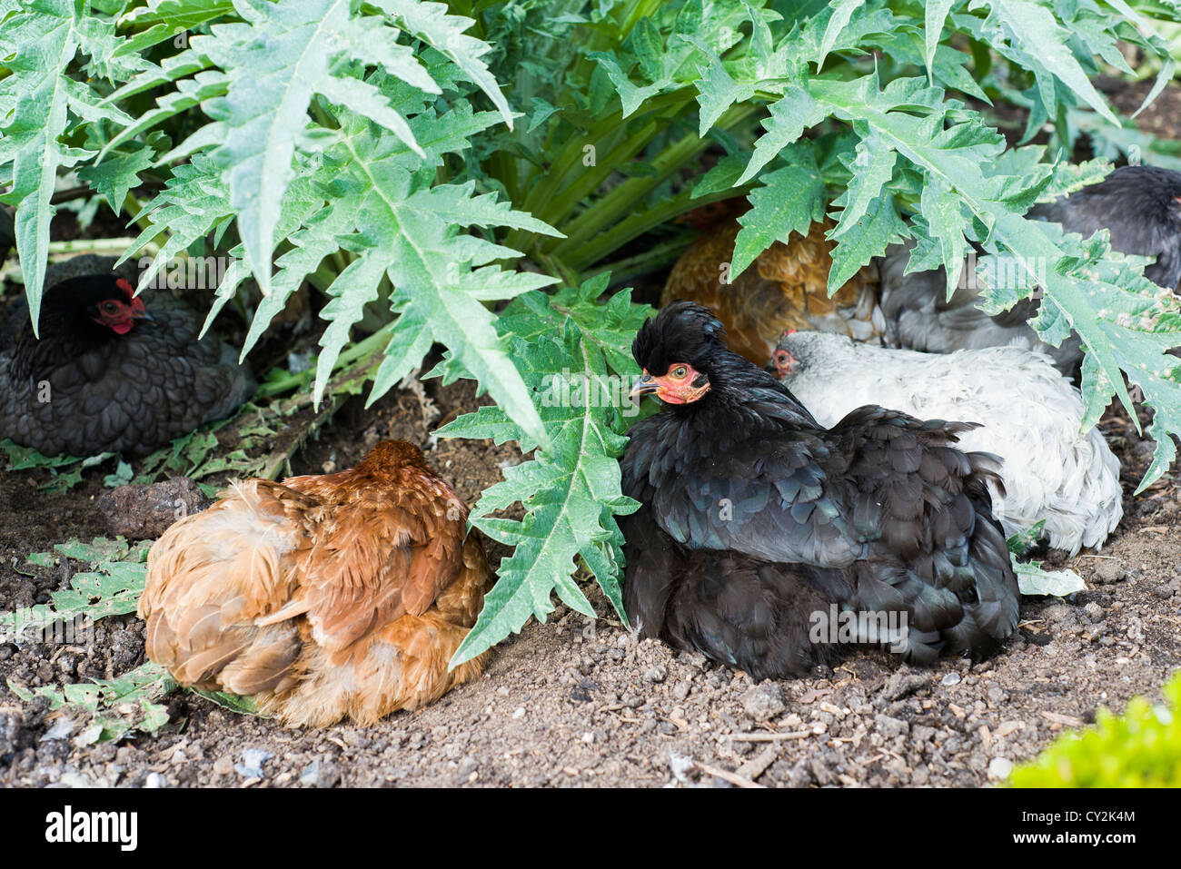 Hühner im Garten Stockfoto