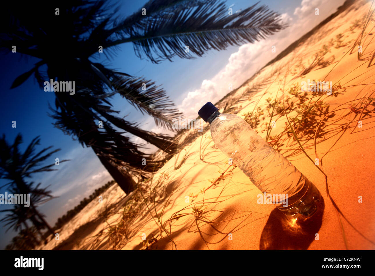Wasser im Oasis Palm Schatten der Wüste Stockfoto
