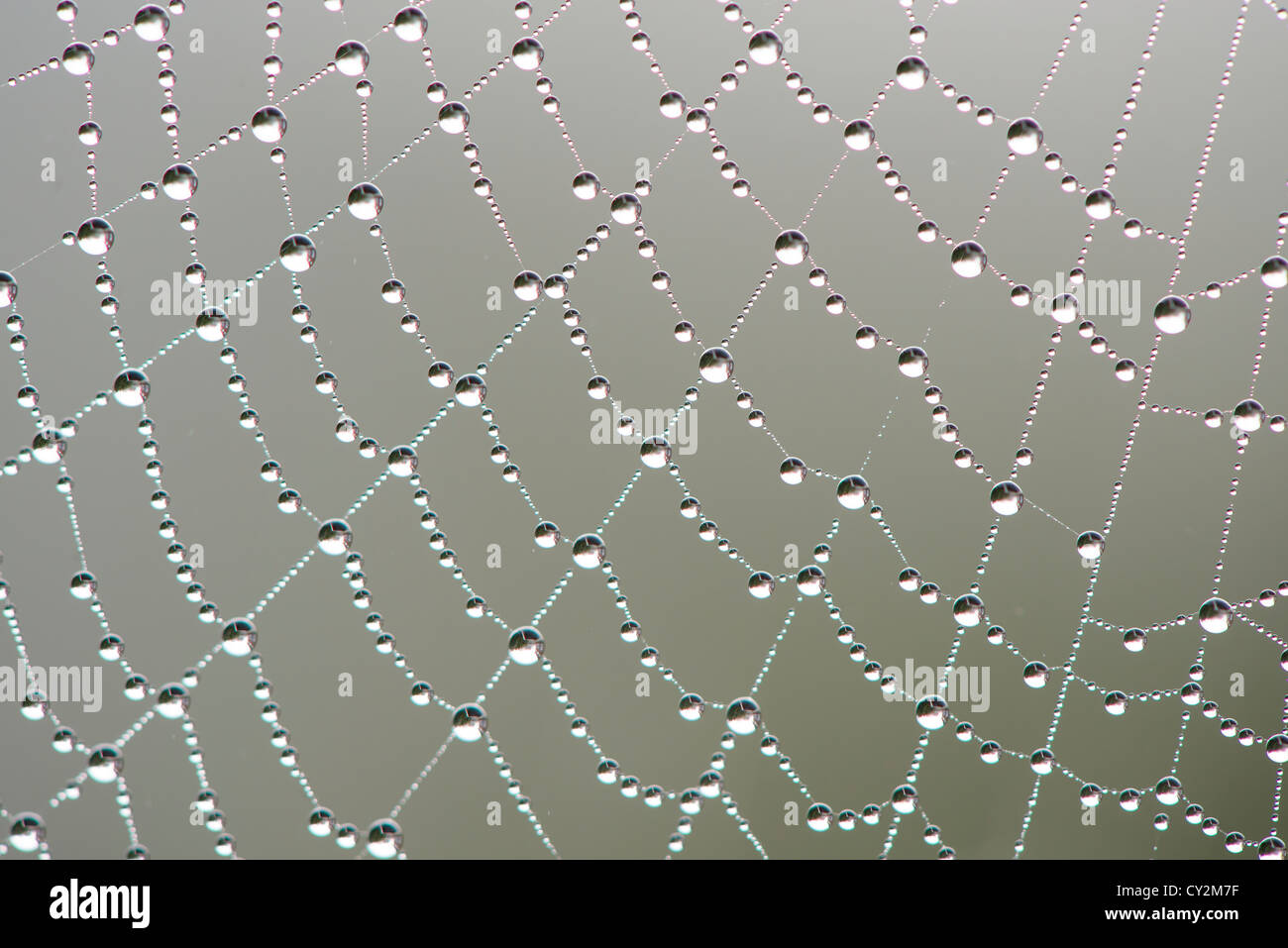 Nahaufnahme des Garten Spinnen Web mit Tau bedeckt, an einem nebligen Herbstmorgen, England, Oktober. Stockfoto