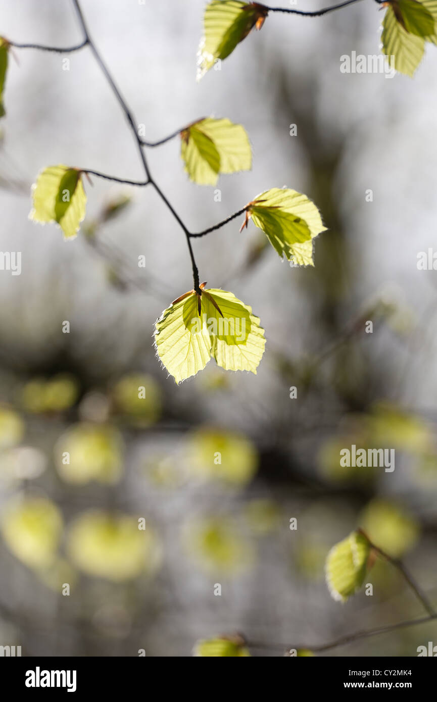 Neue junge Buche lässt Hintergrundbeleuchtung im Sonnenaufgang im Morgengrauen in geschützten Urwald Fagus Sylvatica Baum Natur ändern Stockfoto