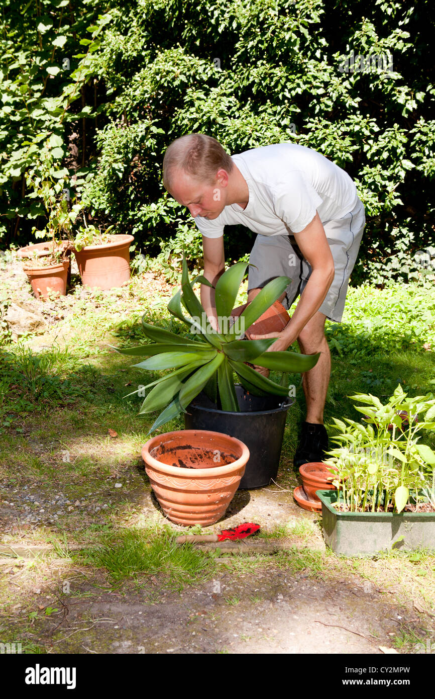 Gartner Umtopfen Grun Aloe Vera Pflanze Im Garten Im Sommer Stockfotografie Alamy