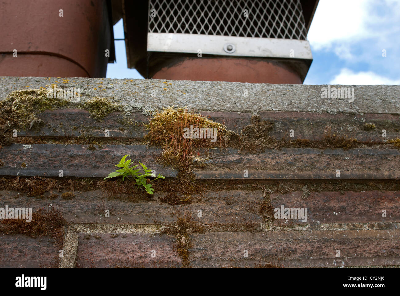 Moos und Farn wächst am Schornstein. Stockfoto