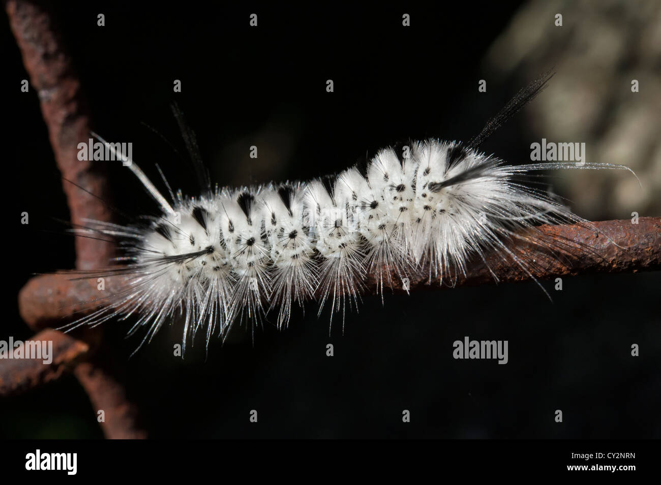 Nahaufnahme einer schwarz-weiß-Raupe von der Hickory Tussock Moth (Lophocampa Caryae) auf einem rostigen Maschendrahtzaun. Stockfoto