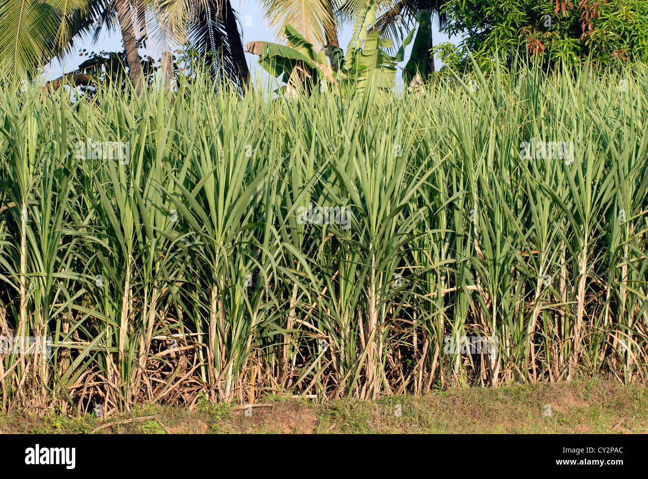 Zuckerrohr Ernten in Feld, Tamil Nadu, Indien. Stockfoto