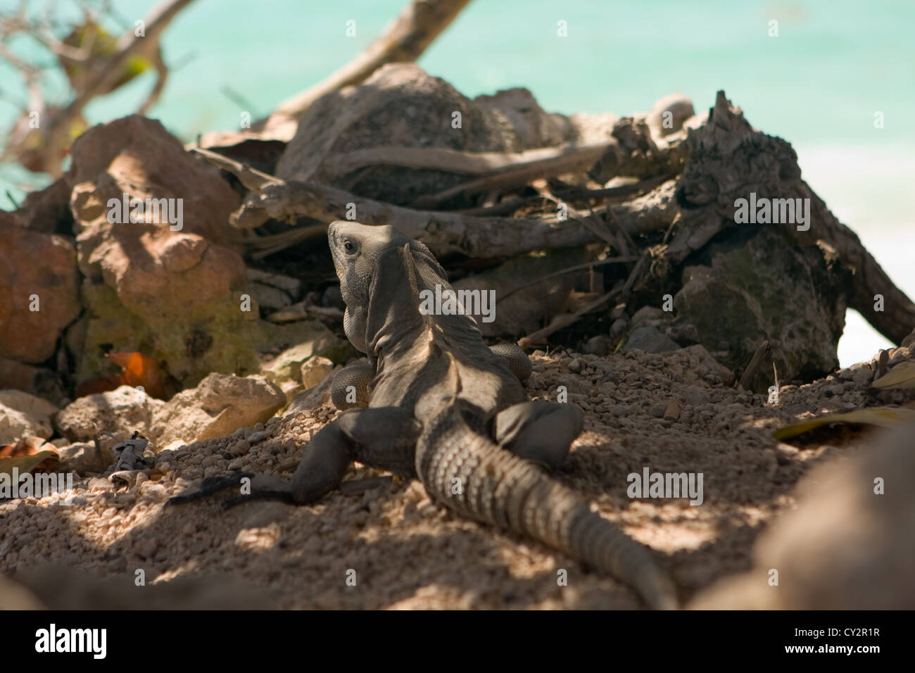 Eidechse versteckt sich im Schatten auf die Ruinen von Tulum, Mexiko Stockfoto