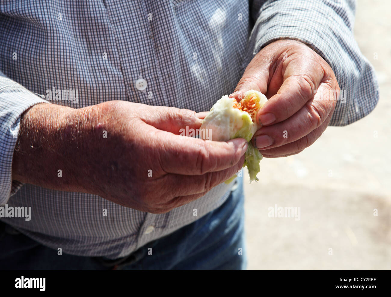 Detailansicht des griechischen Mannes Hand peeling keinen Deut um Essen, Knossos, Kreta, Griechenland Stockfoto