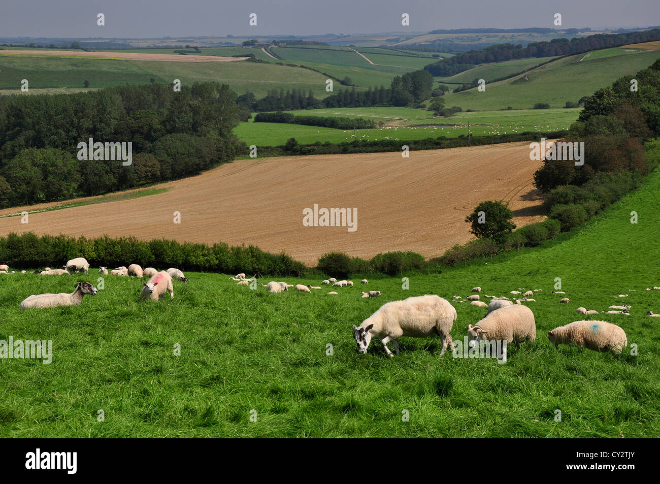 Ein Blick auf Hügel und Felder auf dem Land West Dorset UK Stockfoto