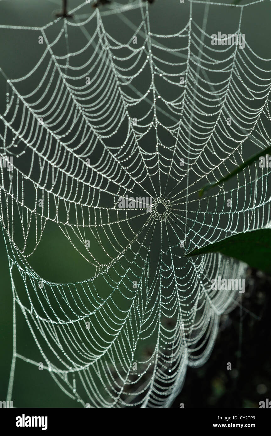 Orb Web in Tau bedeckt in der Morgendämmerung. Stockfoto