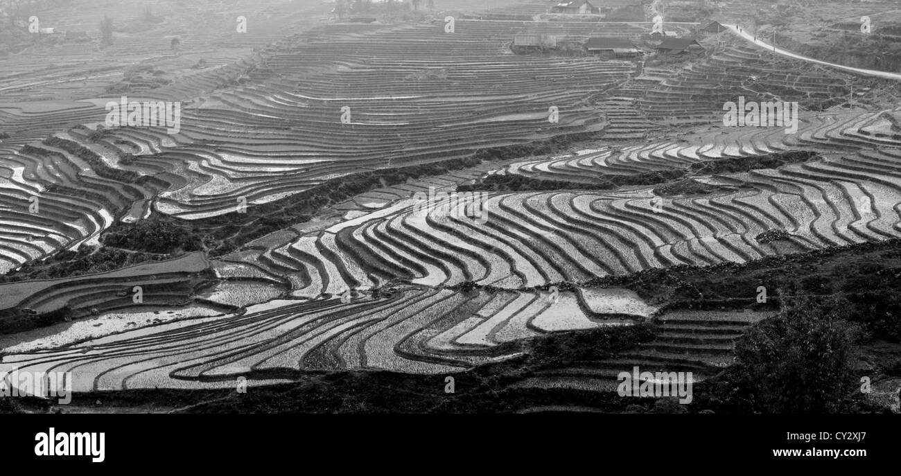 Terrasse-Reisfelder, Sapa, Vietnam Stockfoto