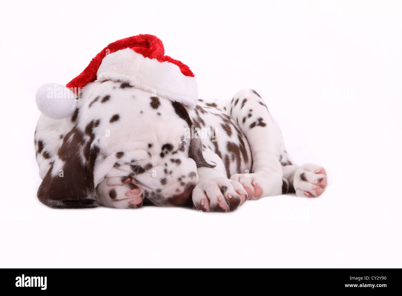 Dalmatiner Welpen Stockfoto