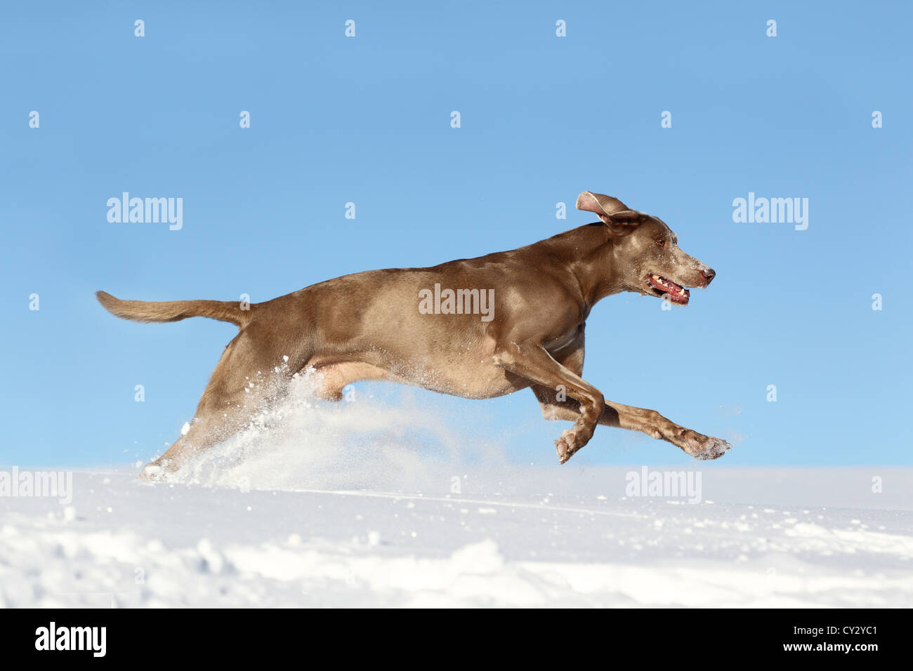 Weimaraner im Schnee Stockfoto