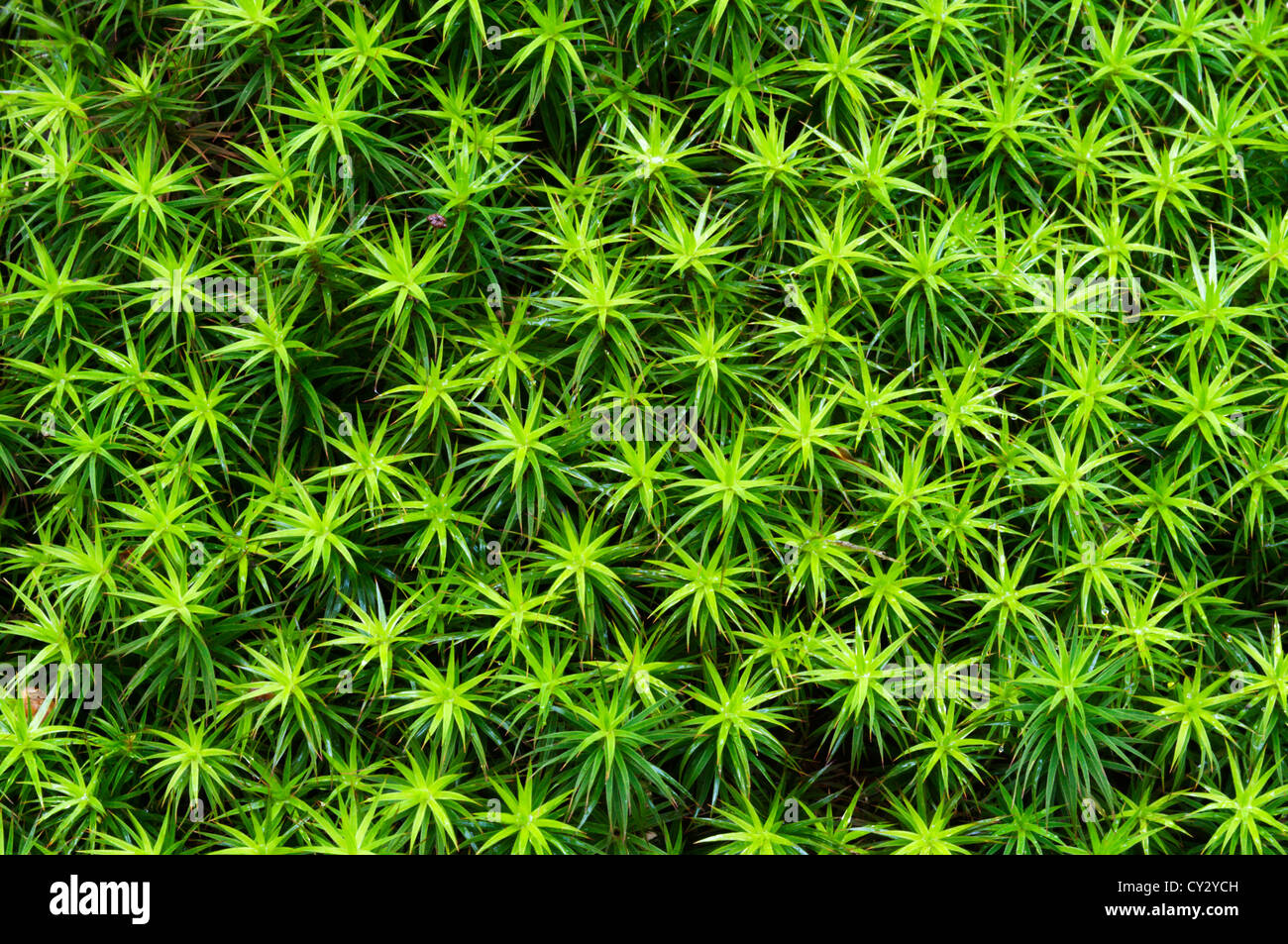 Gemeinsamen Haircap Moos (Polytrichum Commune) Stockfoto