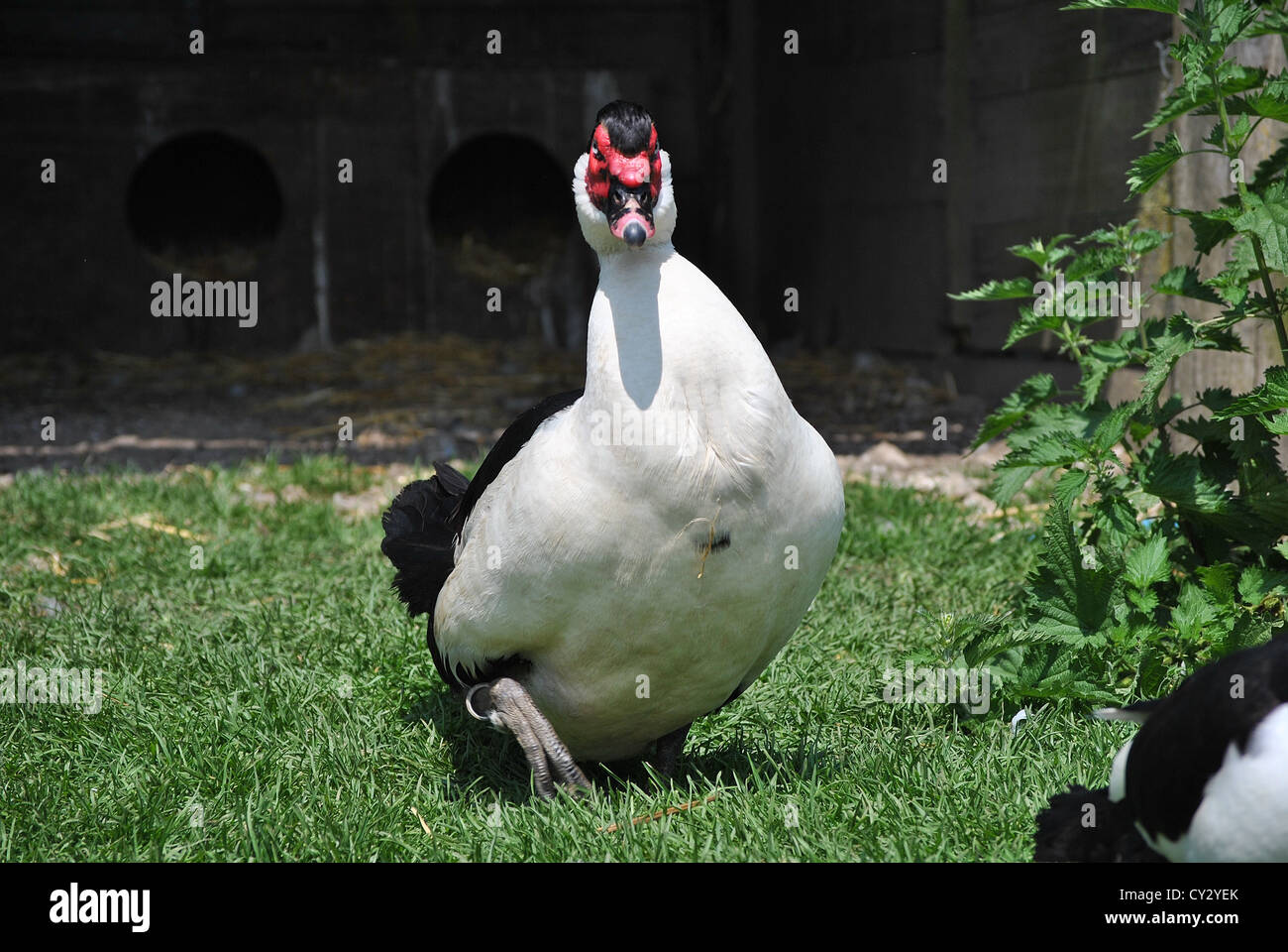 Die weltweit teuersten Muscovy Ente drake Stockfoto