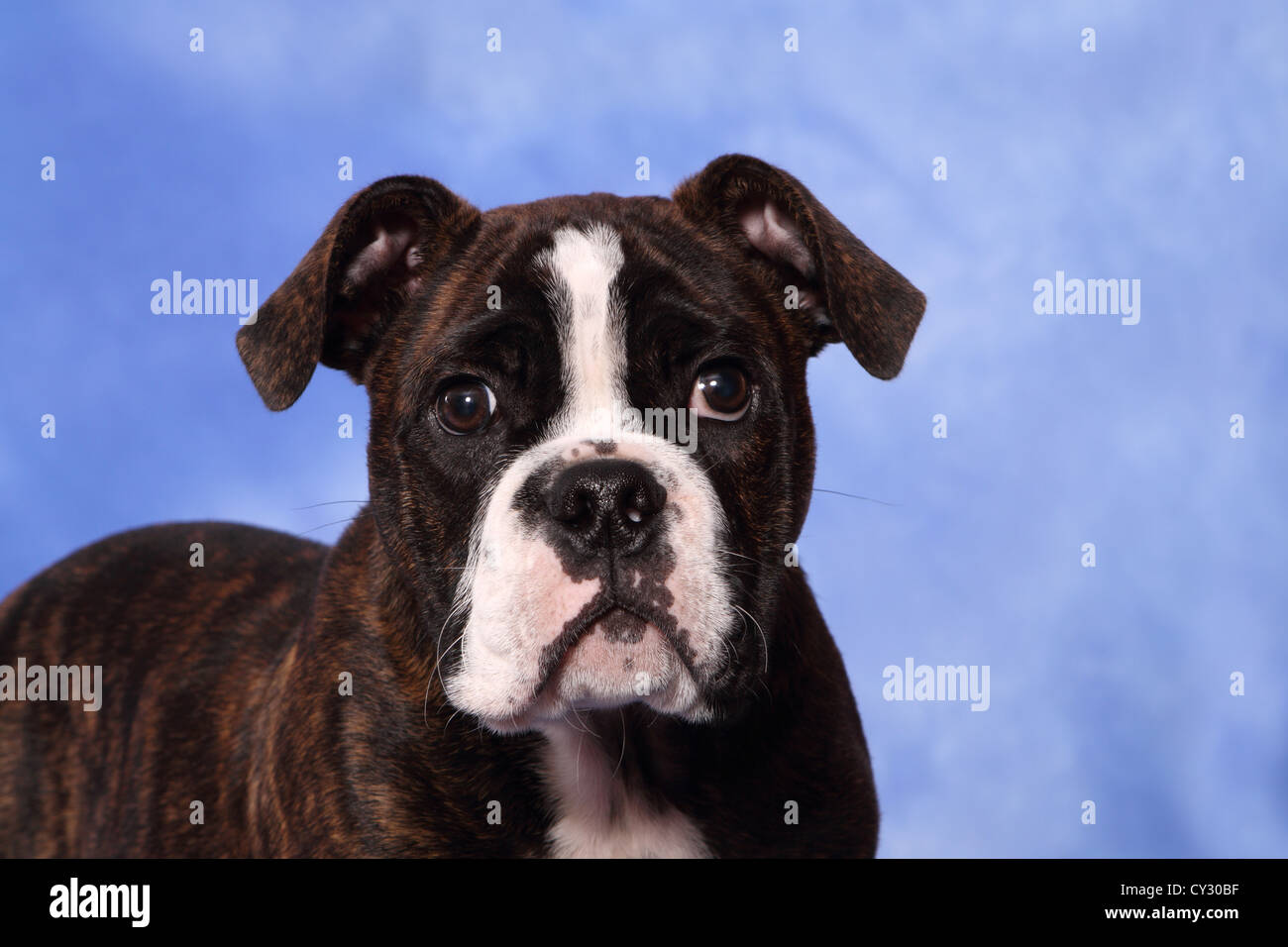 Olde English Bulldogge Welpen Stockfoto