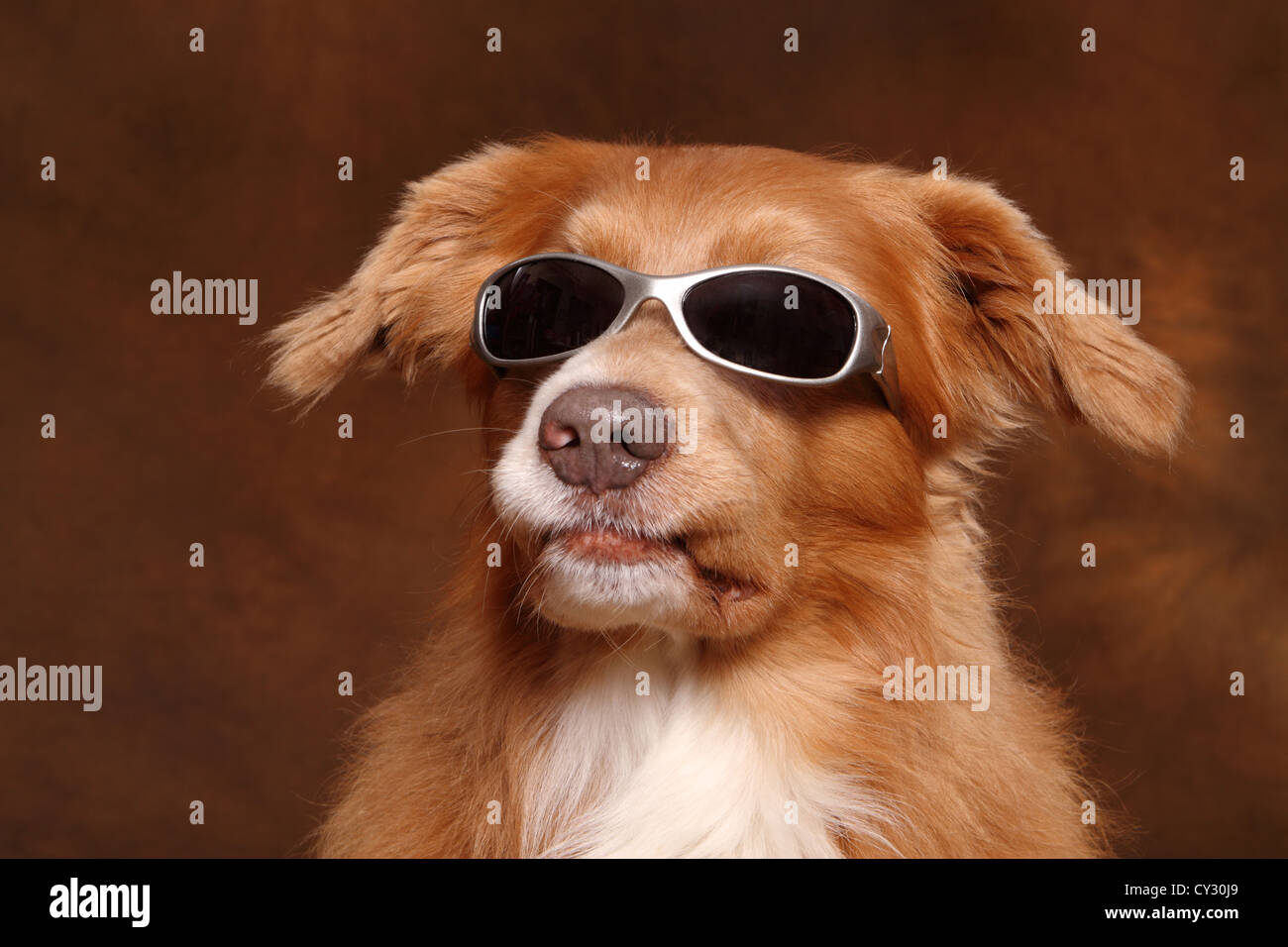 Nova Scotia Duck Tolling Retriever Porträt Stockfoto