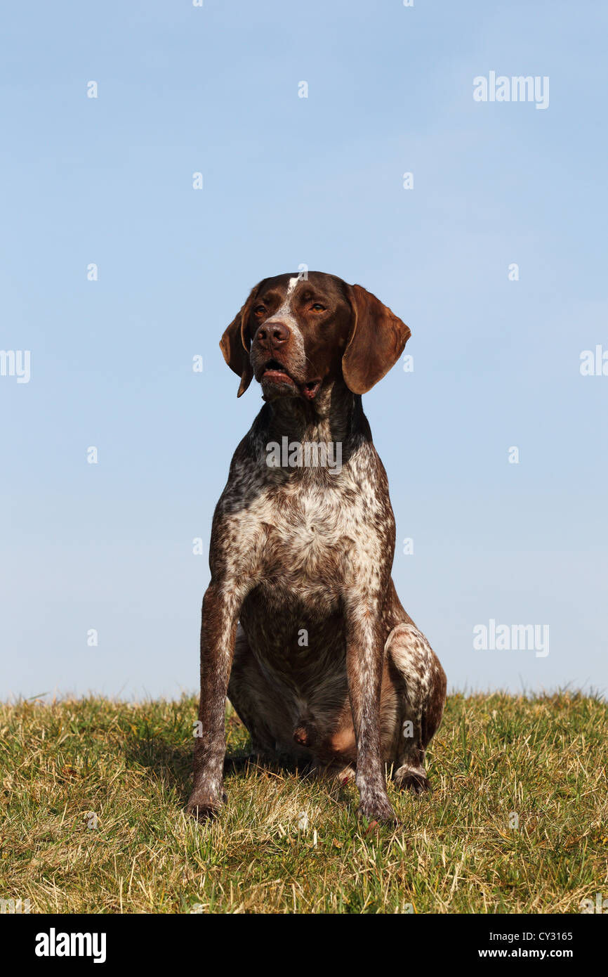 Braque Francais Typ Gascogne Stockfoto