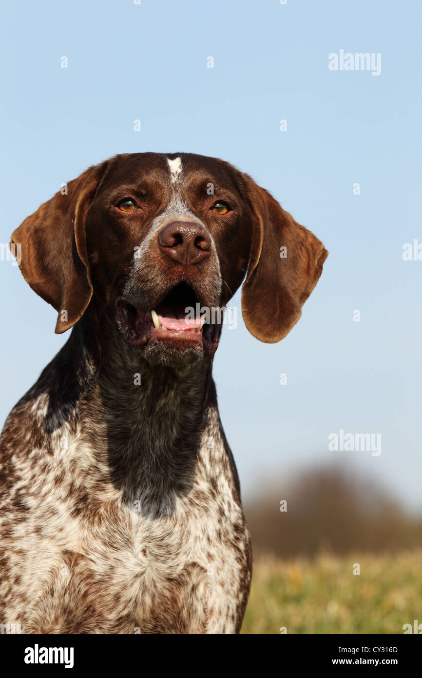 Braque Francais Typ Gascogne Stockfoto