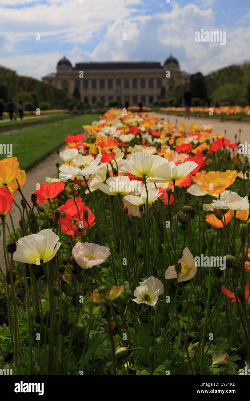Mohnblumen im Botanischen Garten, Paris Stockfoto