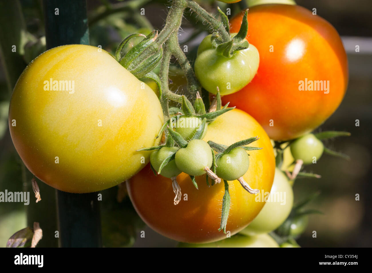 Haus gewachsen reifende Tomaten Salisbury England UK Stockfoto