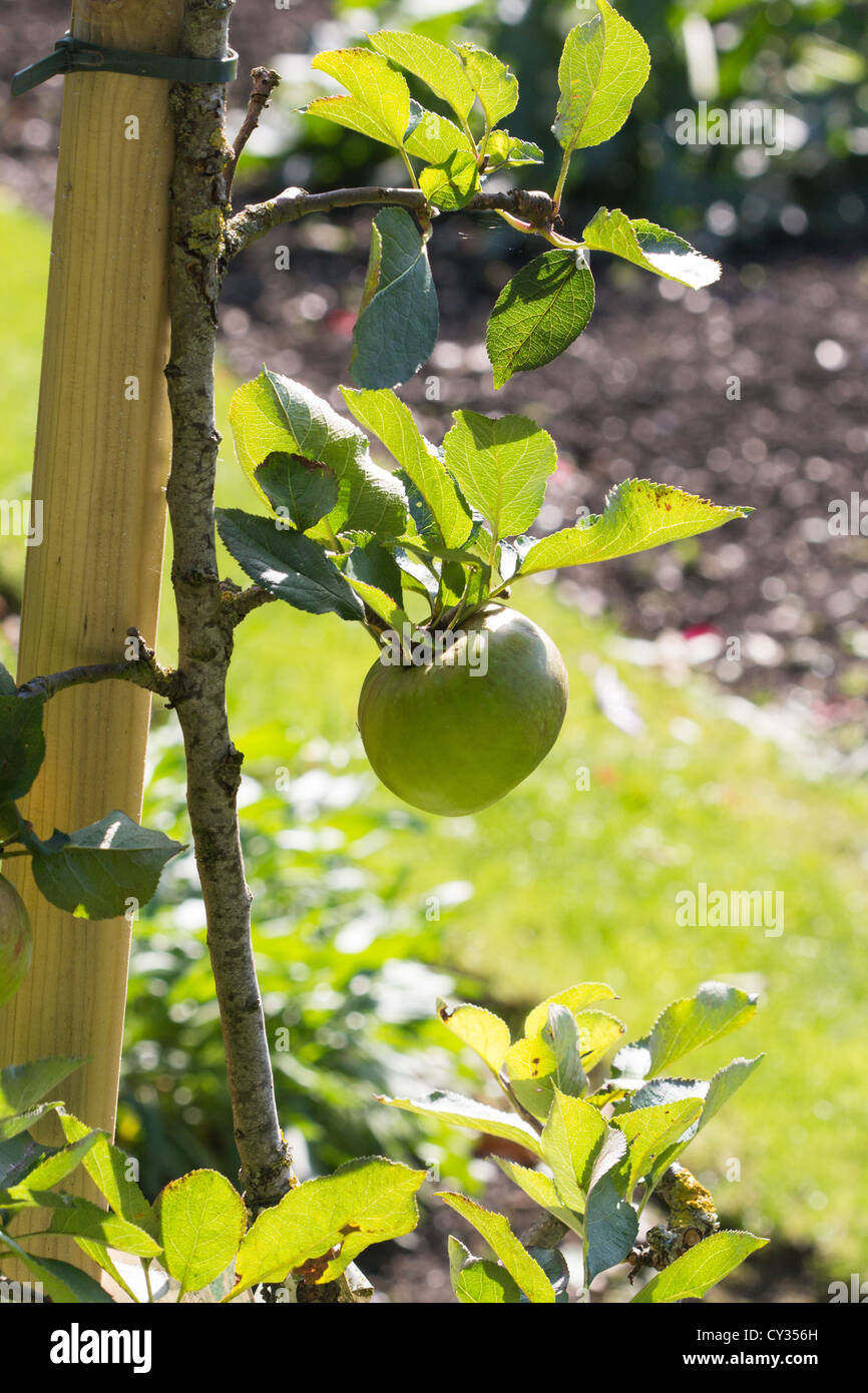 Nach Hause gewachsenen jungen Apfelbaum produziert erste Äpfel. Salisbury England UK Stockfoto