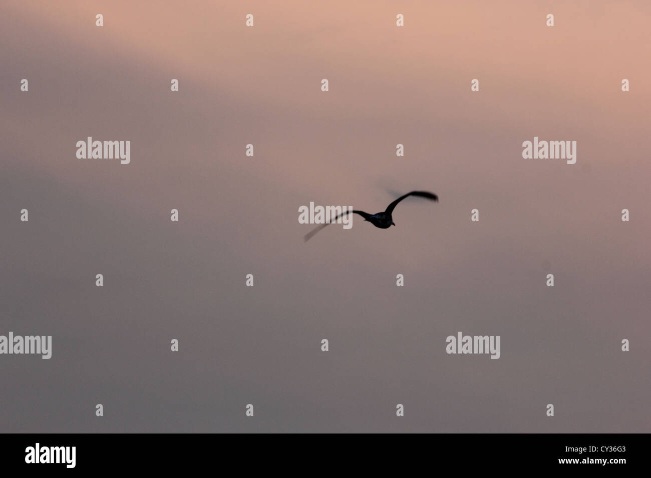 Vogel fliegt entfernt mit einem wunderschönen Himmel bei Dämmerung, Roma, Rom, photoarkive Stockfoto