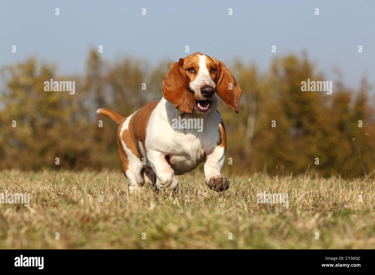 Galoppierender hund -Fotos und -Bildmaterial in hoher Auflösung – Alamy