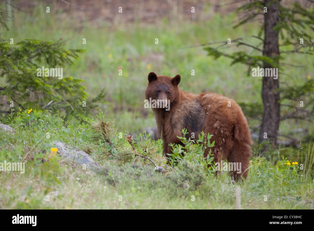 Schwarzer Bär in Rocky Mountain Nationalpark, Colorado. Stockfoto