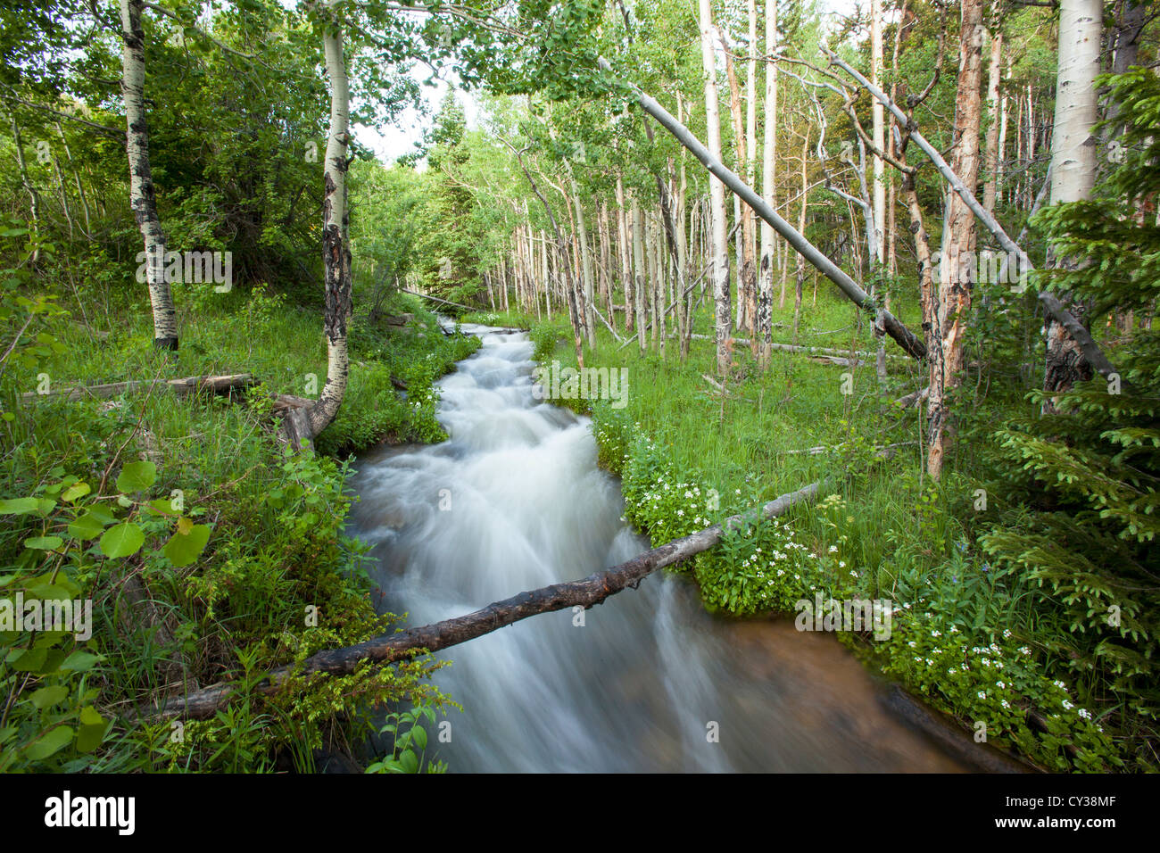 Ein Strom fließt durch einen Wald in Colorado. Stockfoto