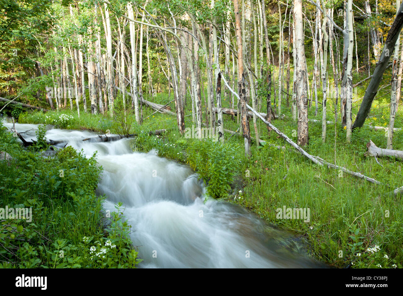 Ein Stream läuft durch einen Wald von Colorado. Stockfoto