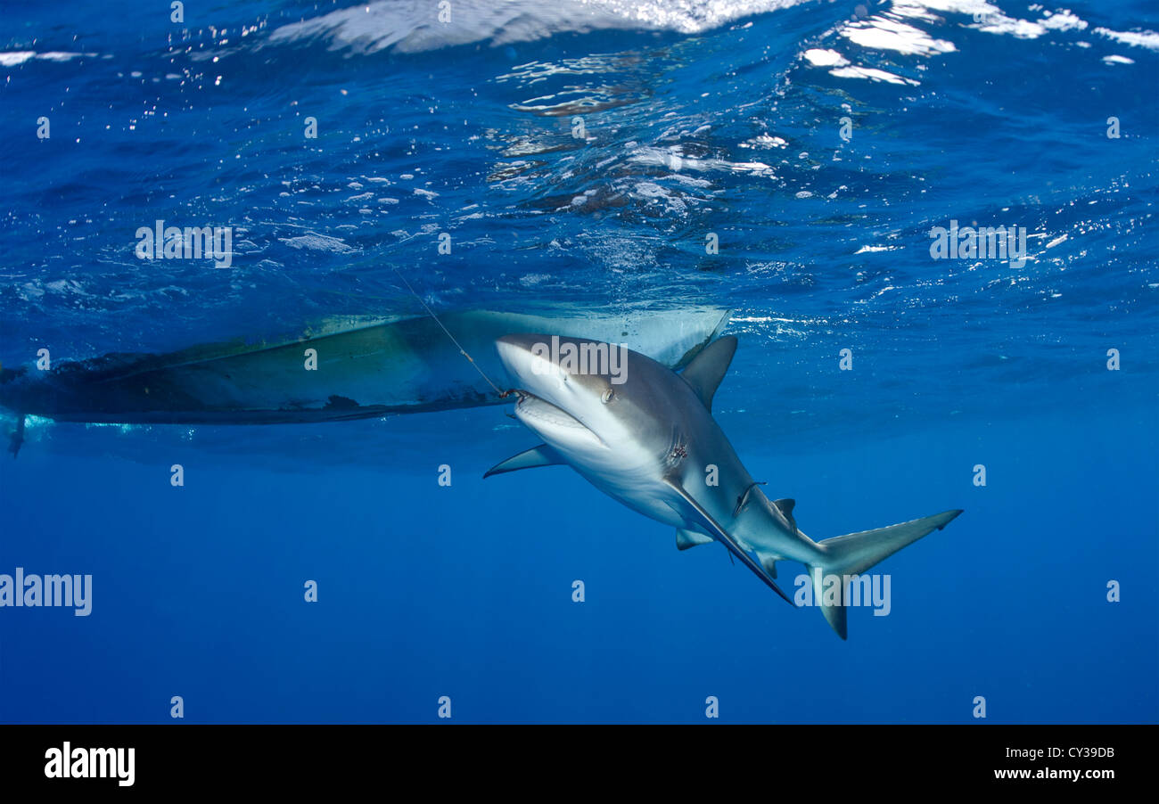 Karibischer Riffhai wird auf einer Longline gefangen. Stockfoto