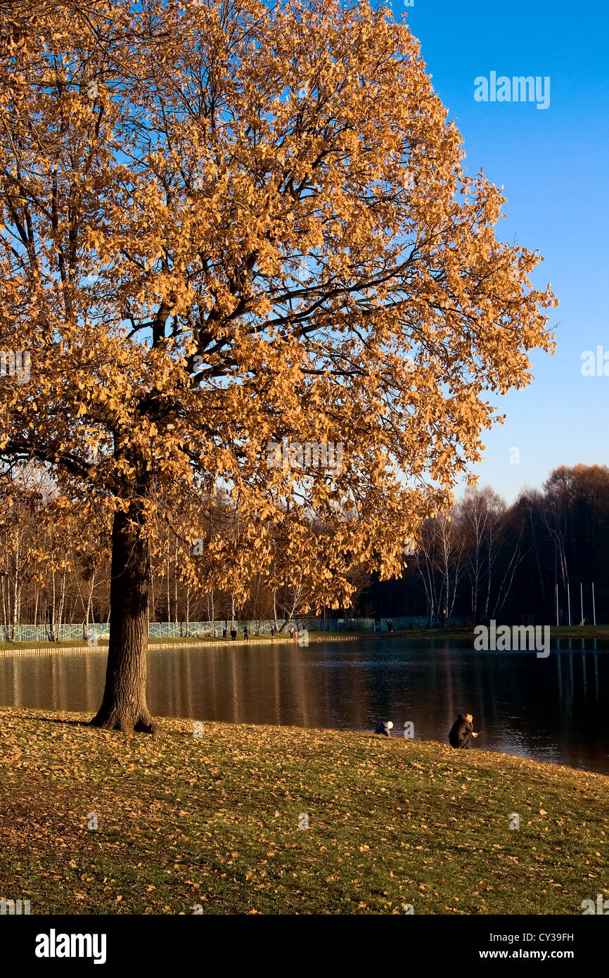 Herbstliche Eiche am Putyaevsky Teich Stockfoto