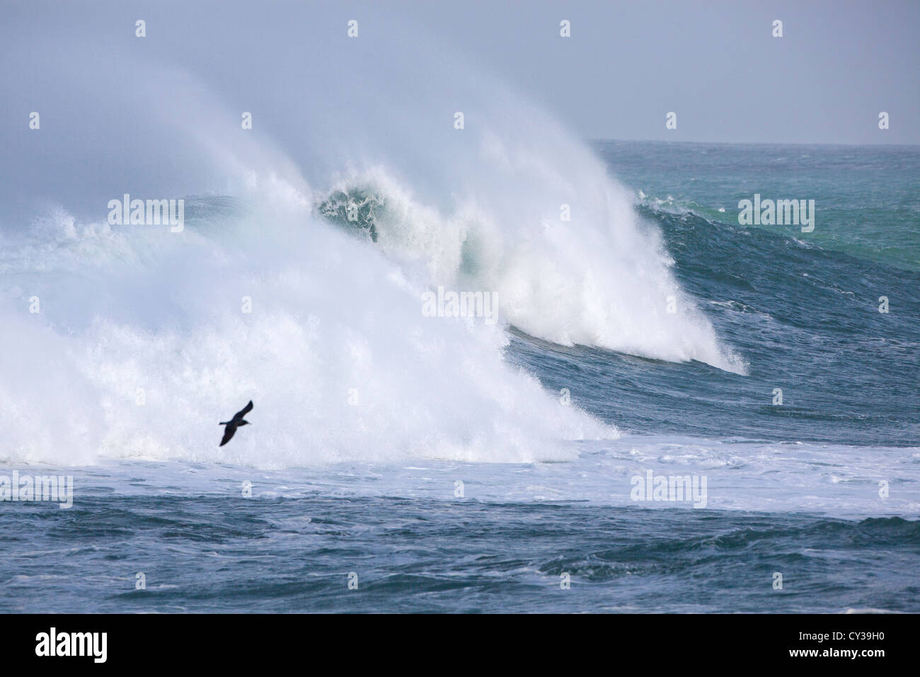 Eine Möwe fliegt über einer brechenden Welle entlang der kalifornischen Küste. Stockfoto