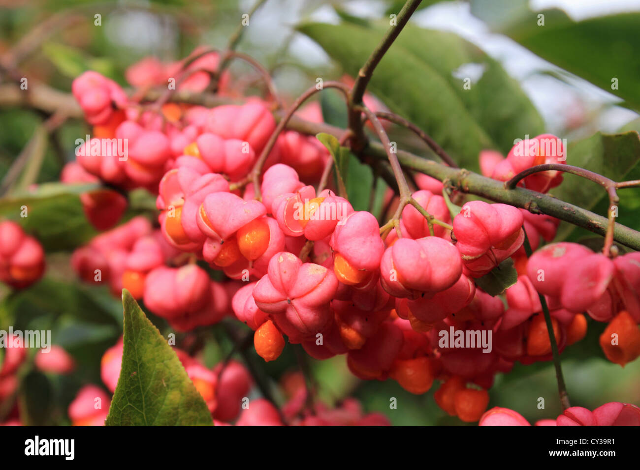 Rosa Beeren des Euonymus Europaeus, gemeinsamen Namen der Spindel-Baum im Herbst Surrey England UK Stockfoto