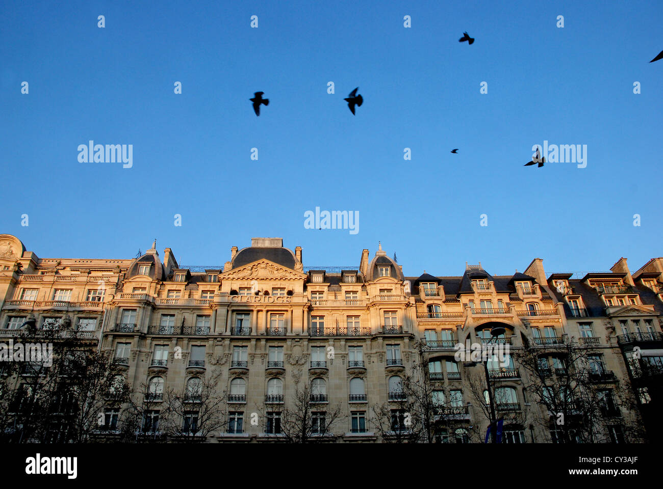 Paris-Gebäude und Vögel Stockfoto