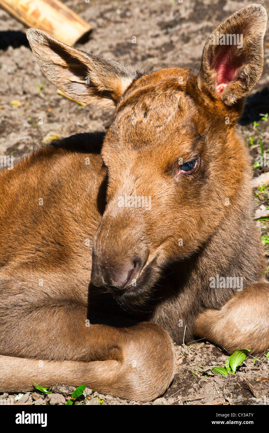 Kleinen Neugeborenen Elch auf dem Boden liegend Stockfoto