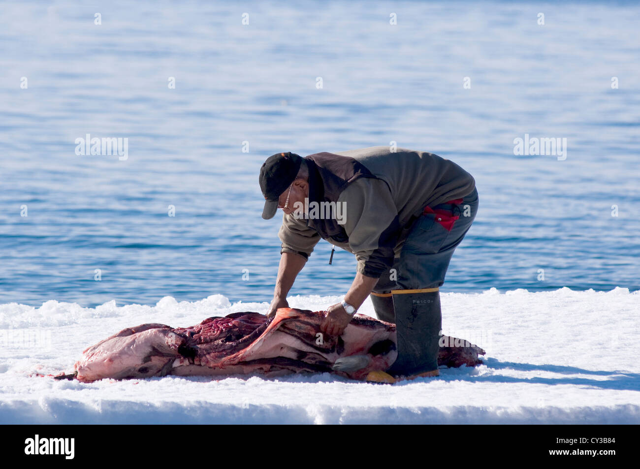 Robbenjagd, Ittoqqortoormiit, Scorsby Klang, Grönland Stockfoto