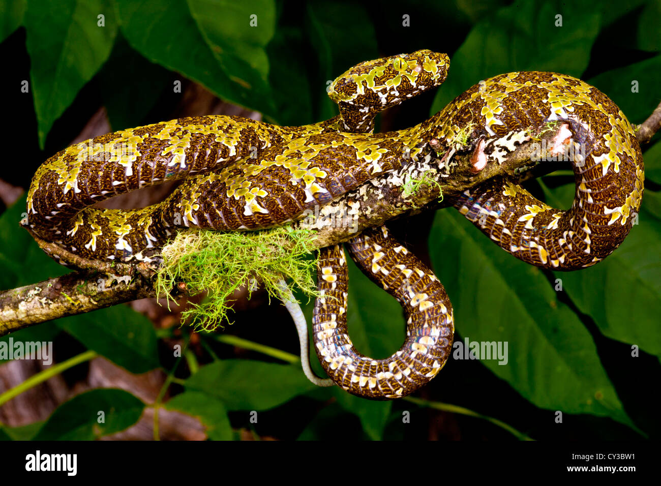 Mangshan Viper, Zhaoermia Mangshanensis, ursprünglich aus China Stockfoto