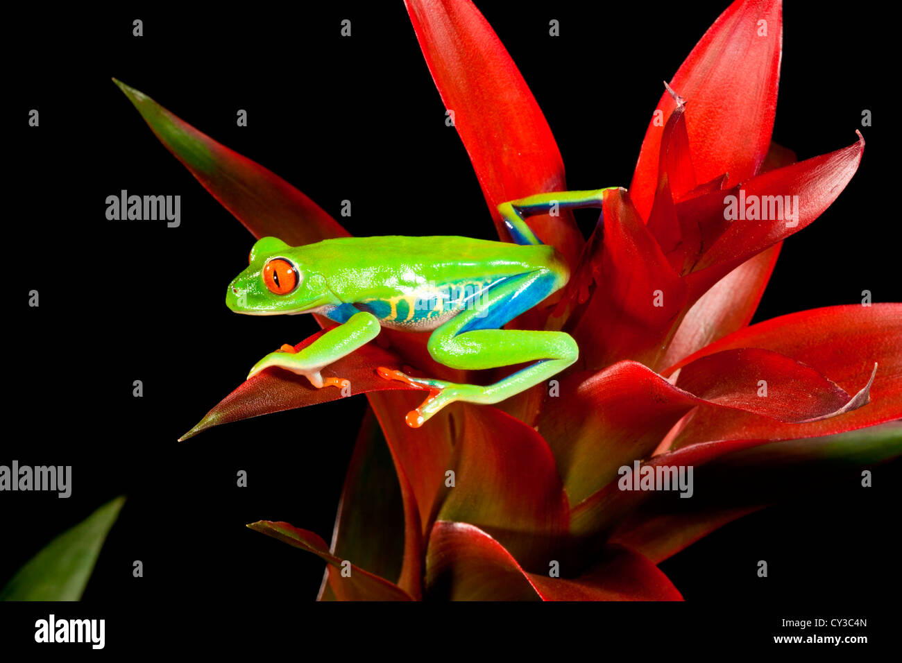 Red Eye Treefrog, Agalychnis Callidryas, heimisch in Zentral Amerika Stockfoto