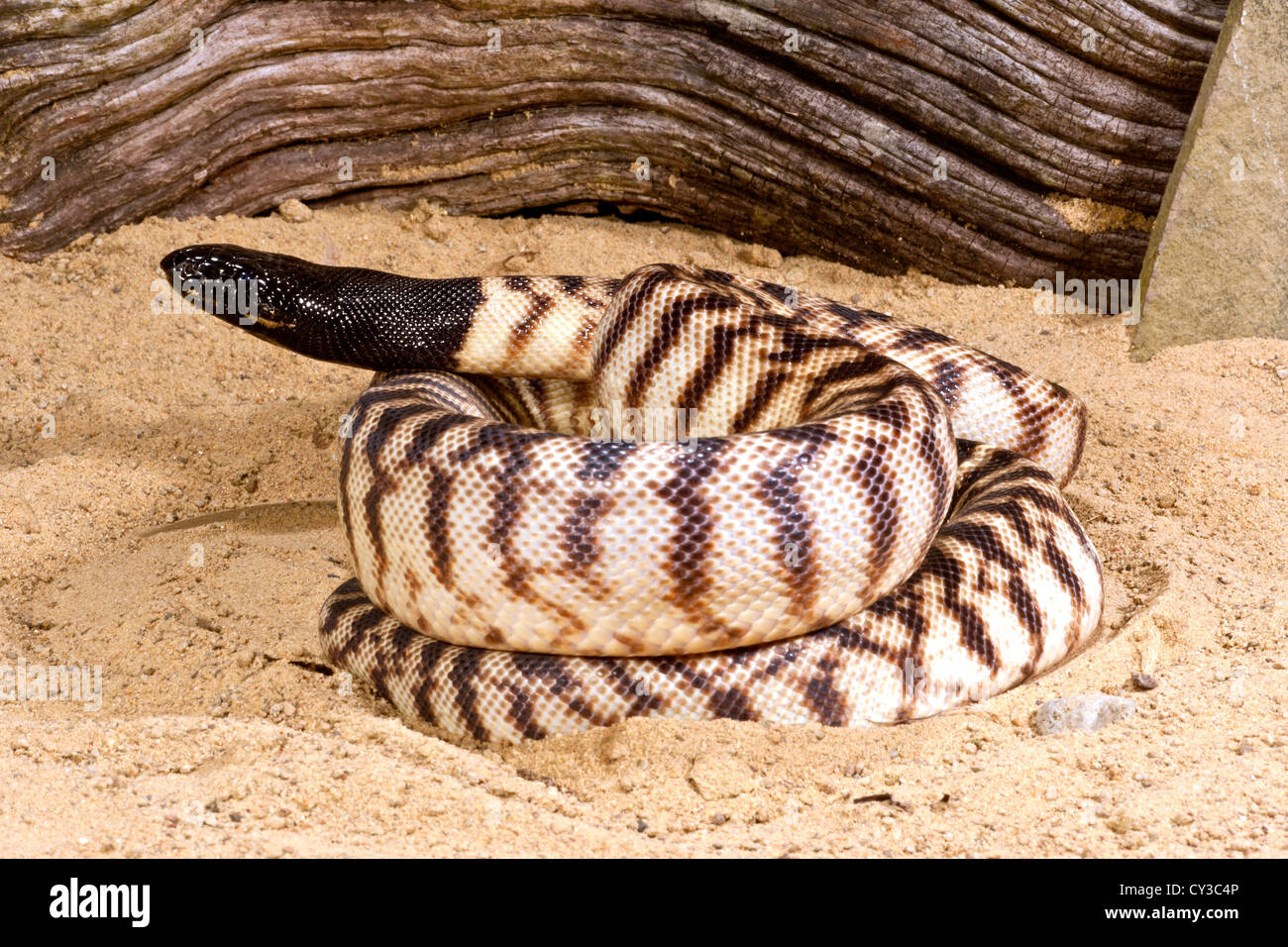 Black-headed Python, Schwarzkopfpythons Melanocephalus, Eingeborener nach Australien Stockfoto