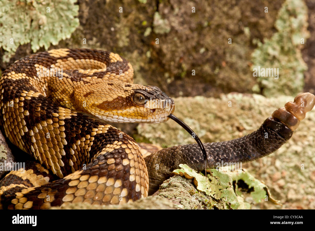 Nördlichen schwarz-angebundene Klapperschlange, Crotalus Molossus, heimisch in Südwesten der USA Stockfoto