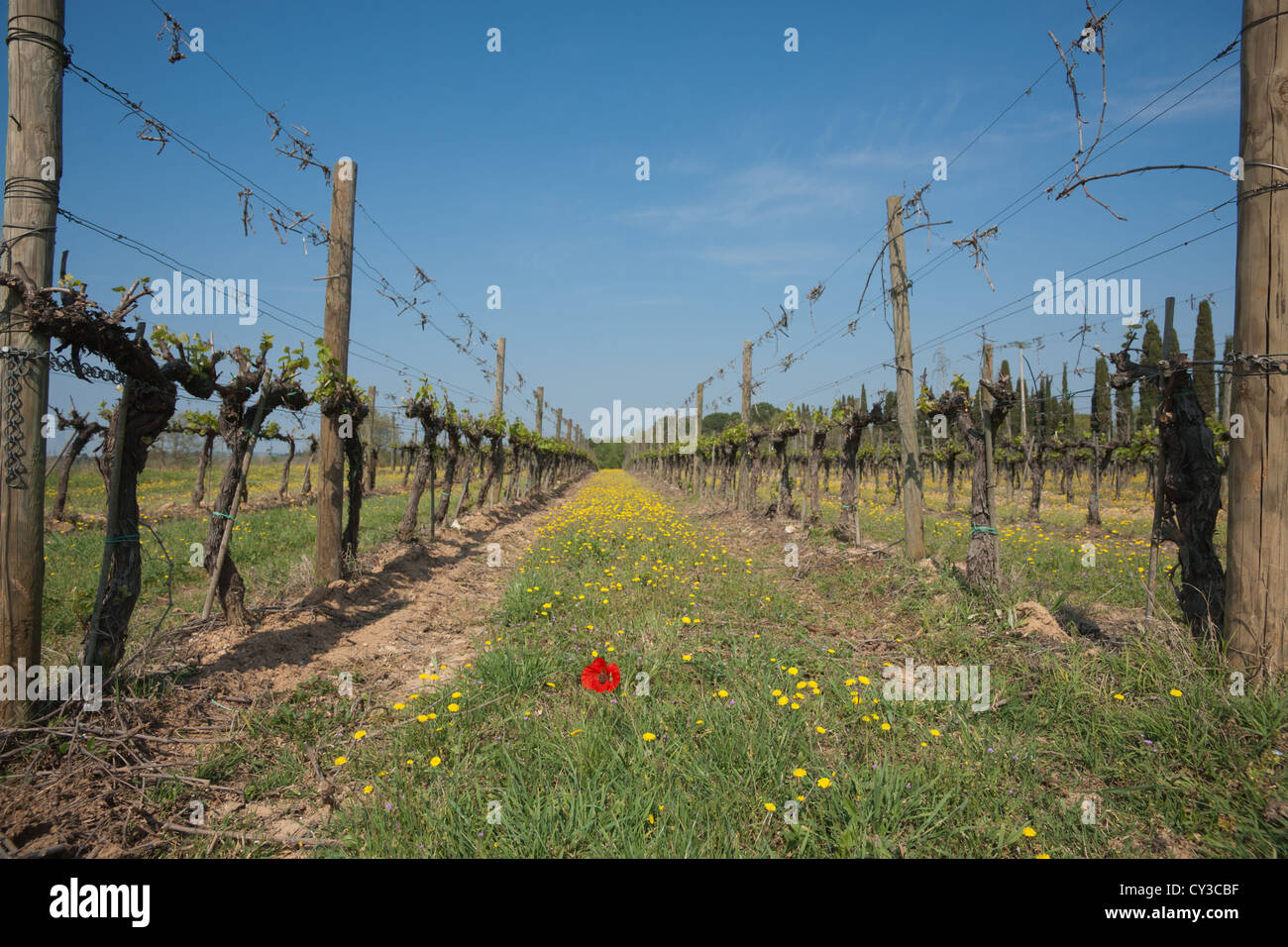 Italienische Reben in Zeilen mit leuchtend roten Mohn Blume unter der Gras- und gelb Hahnenfuß. Stockfoto