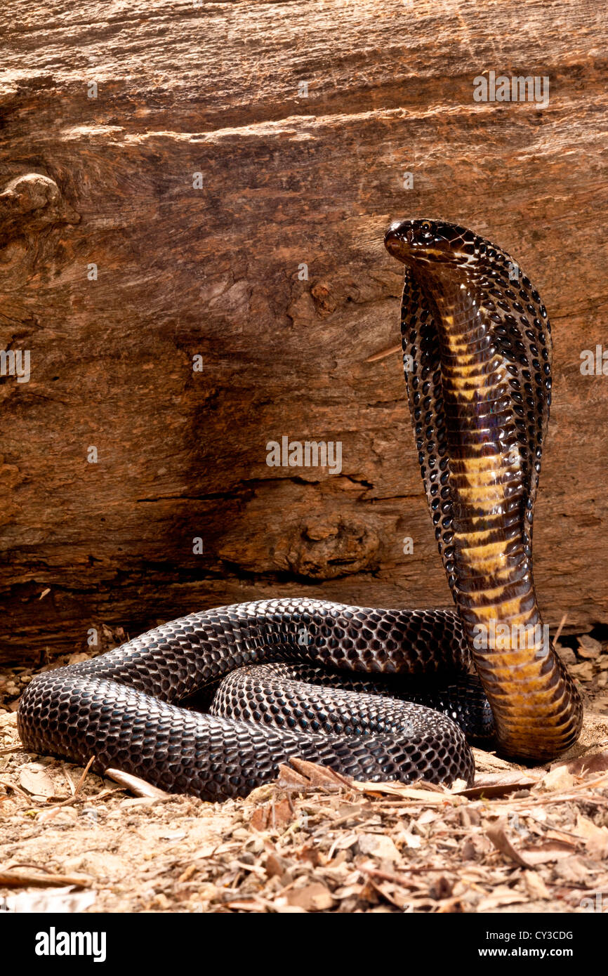 Pakistanischer Black Cobra, Naja Naja Karachiensis, ursprünglich aus Pakistan und Umgebung Stockfoto