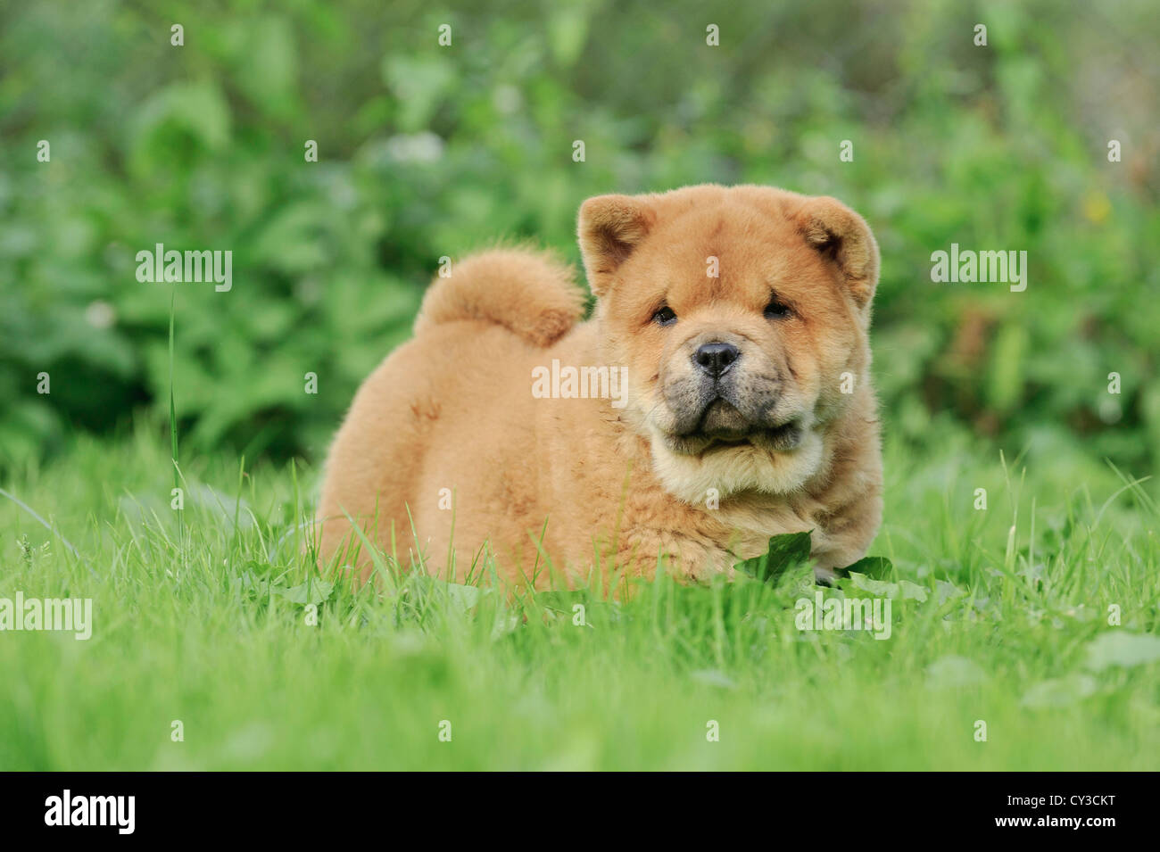 fully grown chow chow