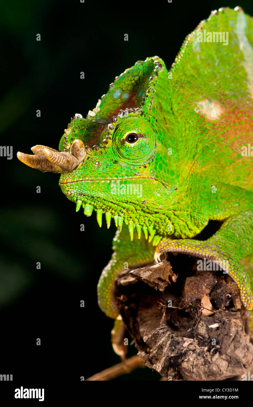 Vier gehörnten Chamäleon (Chamaeleo) Trioceros Quadricornis in Kamerun heimisch. Lebensraum: Dichte Montane Regen Wald Stockfoto