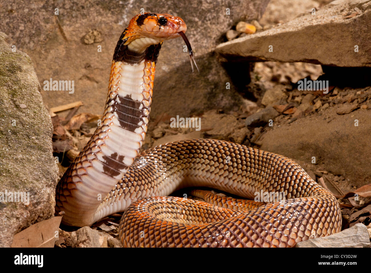Cape Coral Snake Aspidelaps Lubricus Cowlesi stammt aus südlichen Angola Lebensraum: Sandy Bodentrockenheit, Savannah und offene Wälder Stockfoto