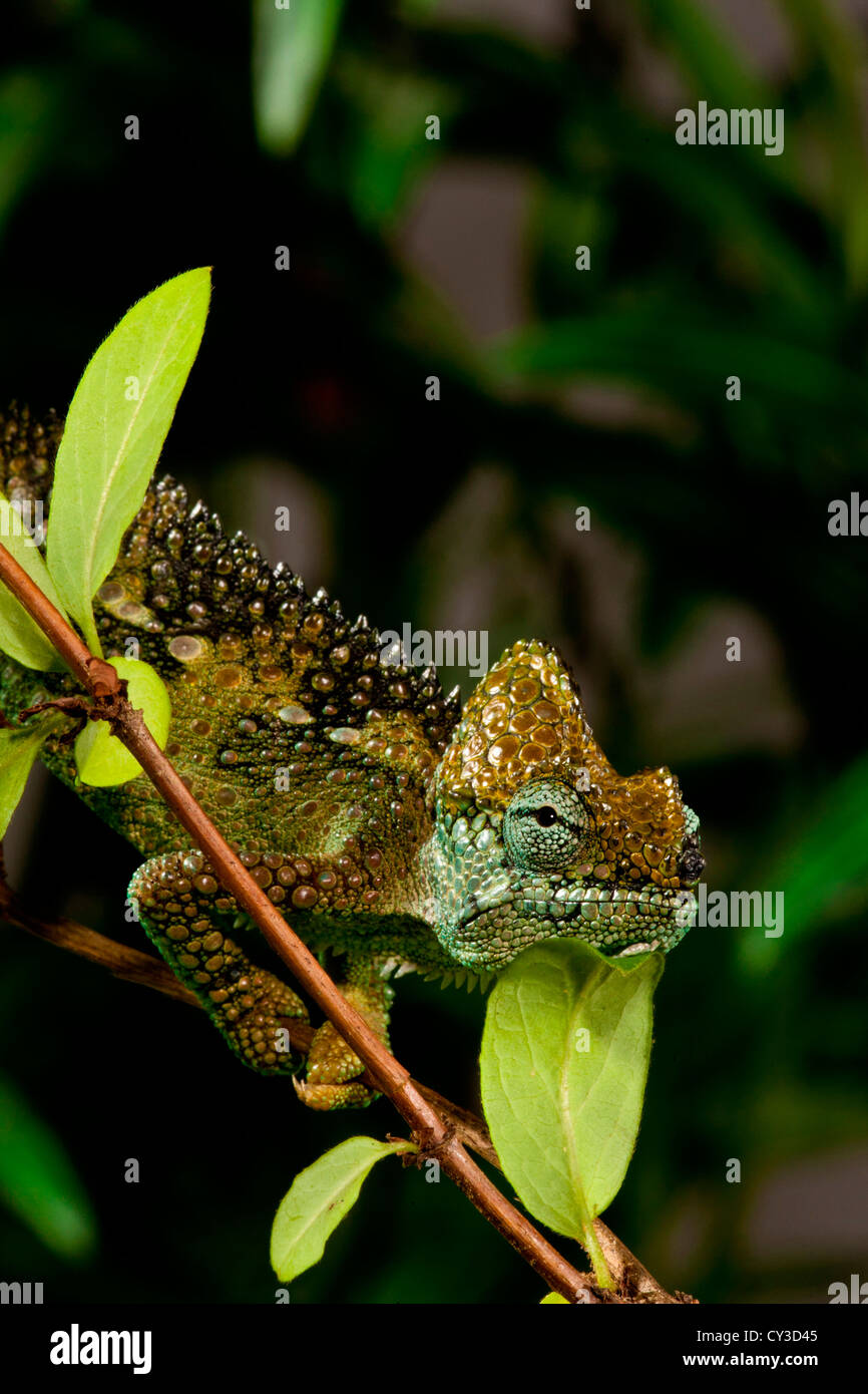 Hoch-Casque Chamäleon, Trioceros Hoehneli stammt aus Kenia und Uganda. Lebensraum: Pinsel und Peelings, Kühler Regenwald Stockfoto