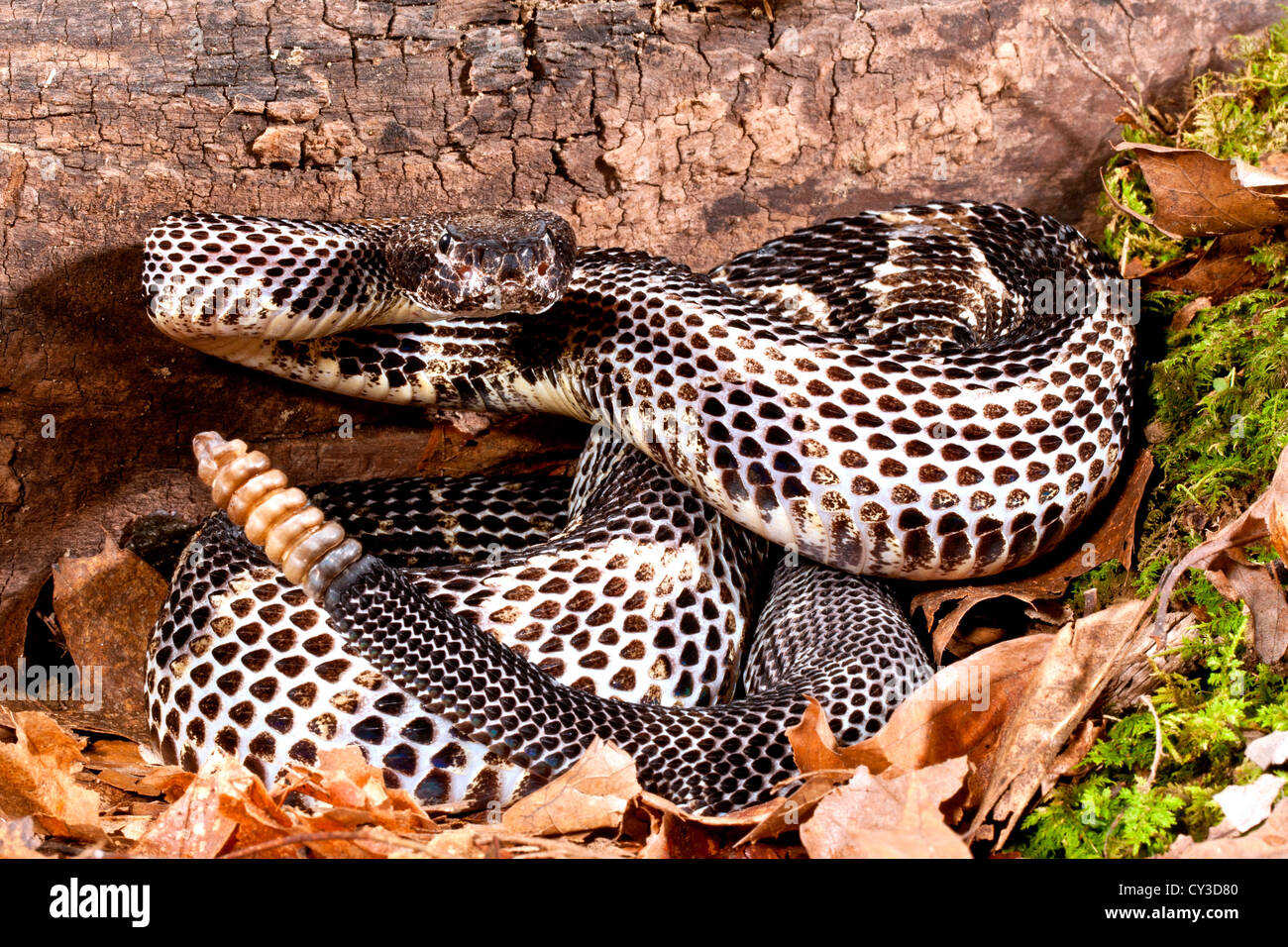 Schwarze Phase Holz Klapperschlange, Crotalus Horridus Horridus, ursprünglich aus USA, Nord-Ost. Stockfoto