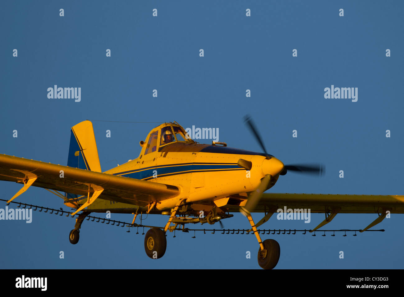 Ein Air Tractor Sprühflugzeug sprüht Mandelbäumen in der Sacramento Valley in Kalifornien. Stockfoto